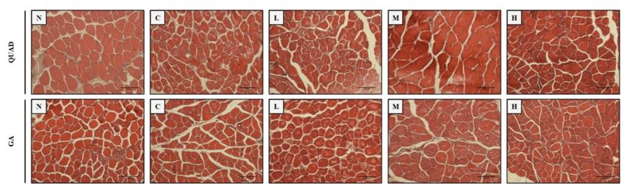 노령 마우스 논문_feature3
