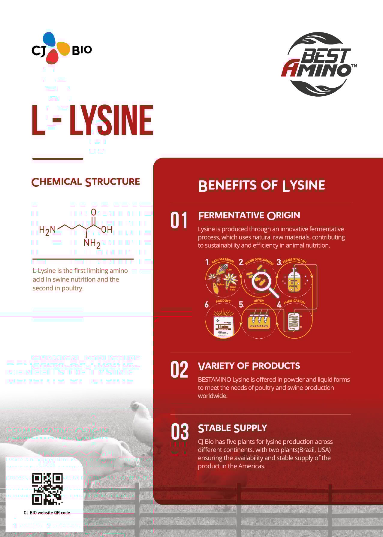 BestAmino_Lysine_Leaflet(o)_241216-01
