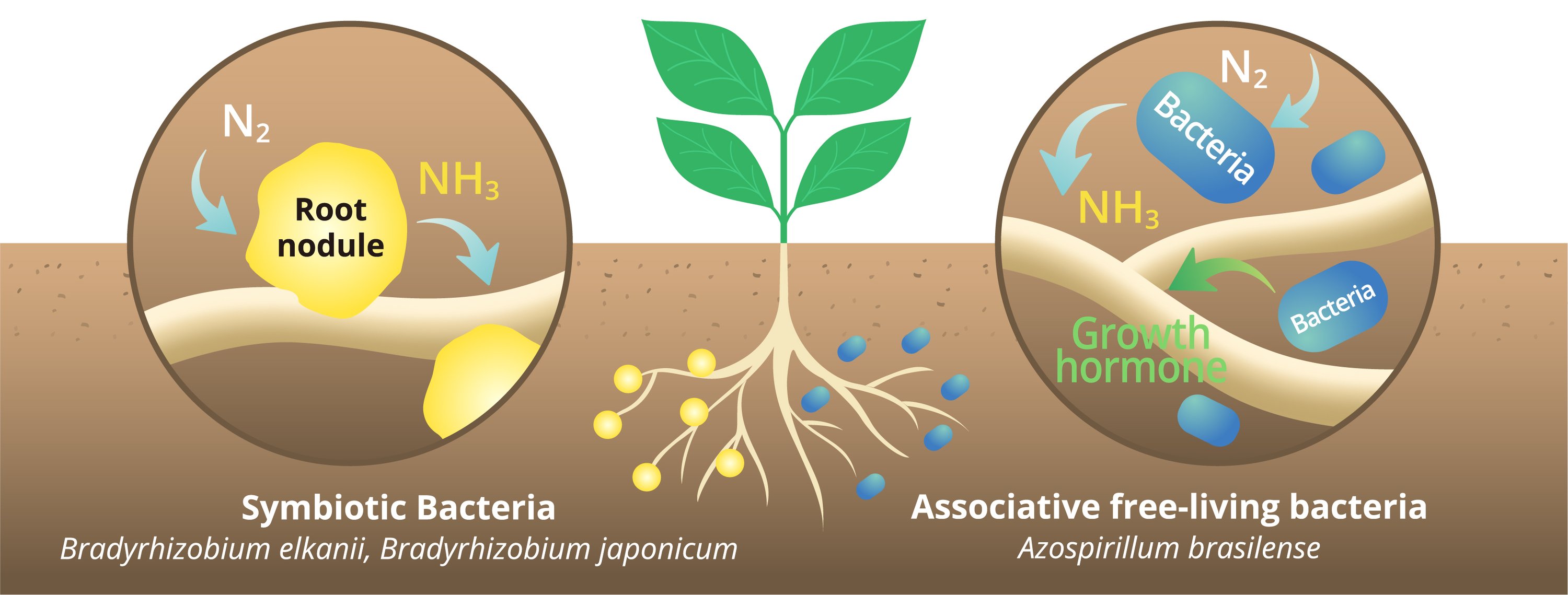 Microbial Fertilizer