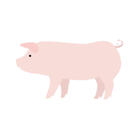 Finishing Pigs