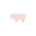 Growing Pigs