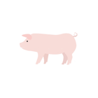 Growing Pigs