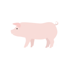 Finishing Pigs