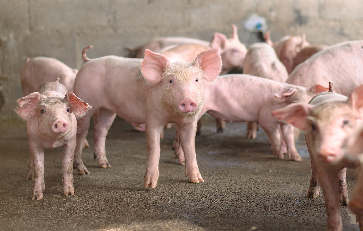 Amino acids requirements of the modern lactating sow