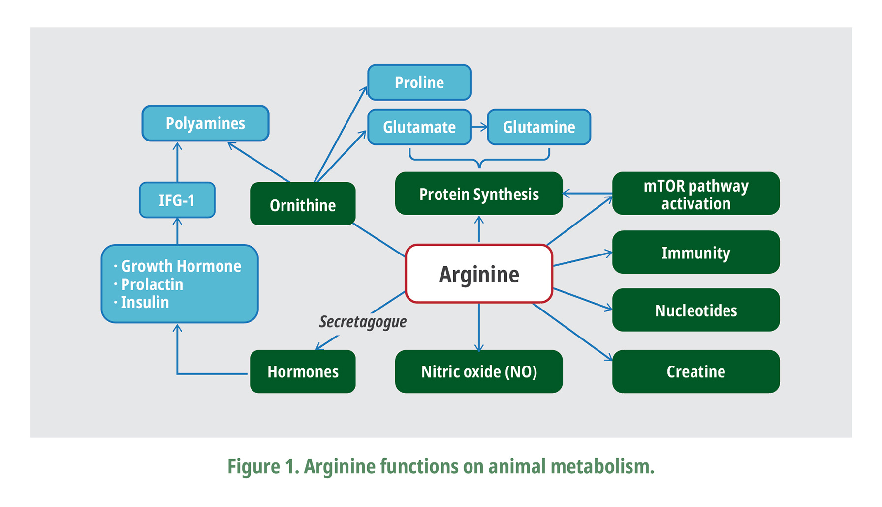 Arginine functions on animal metabolism