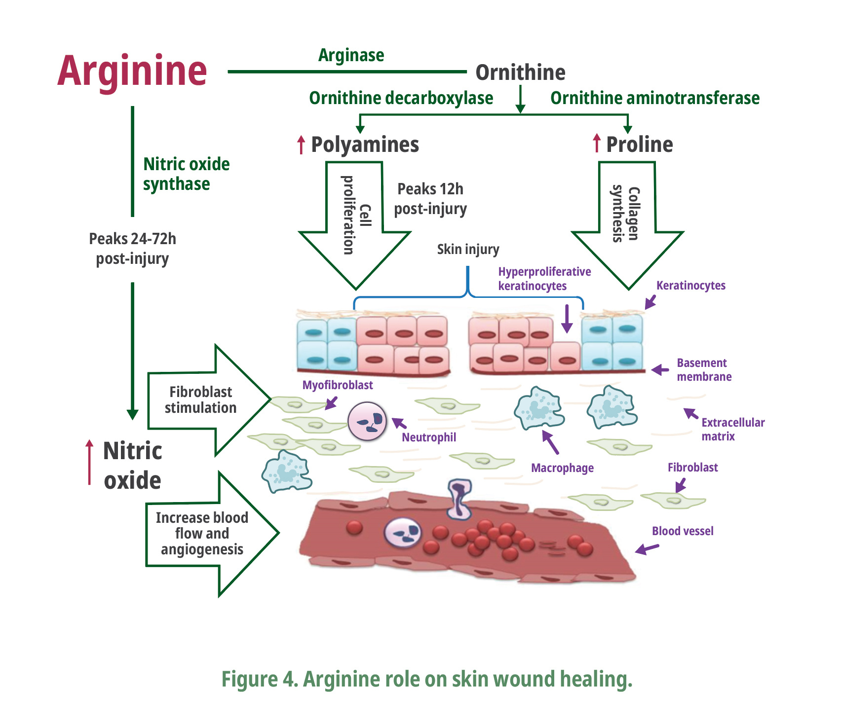 Arginine role on skin wound healing