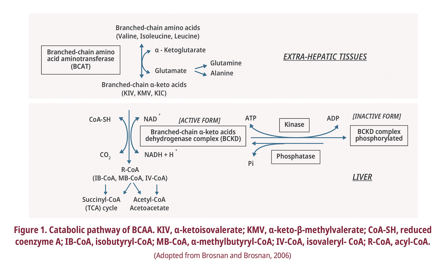 BCAA catabolism
