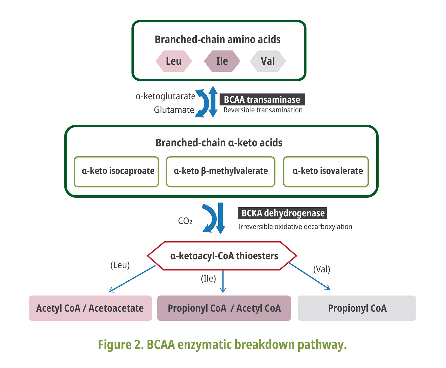 BCAA