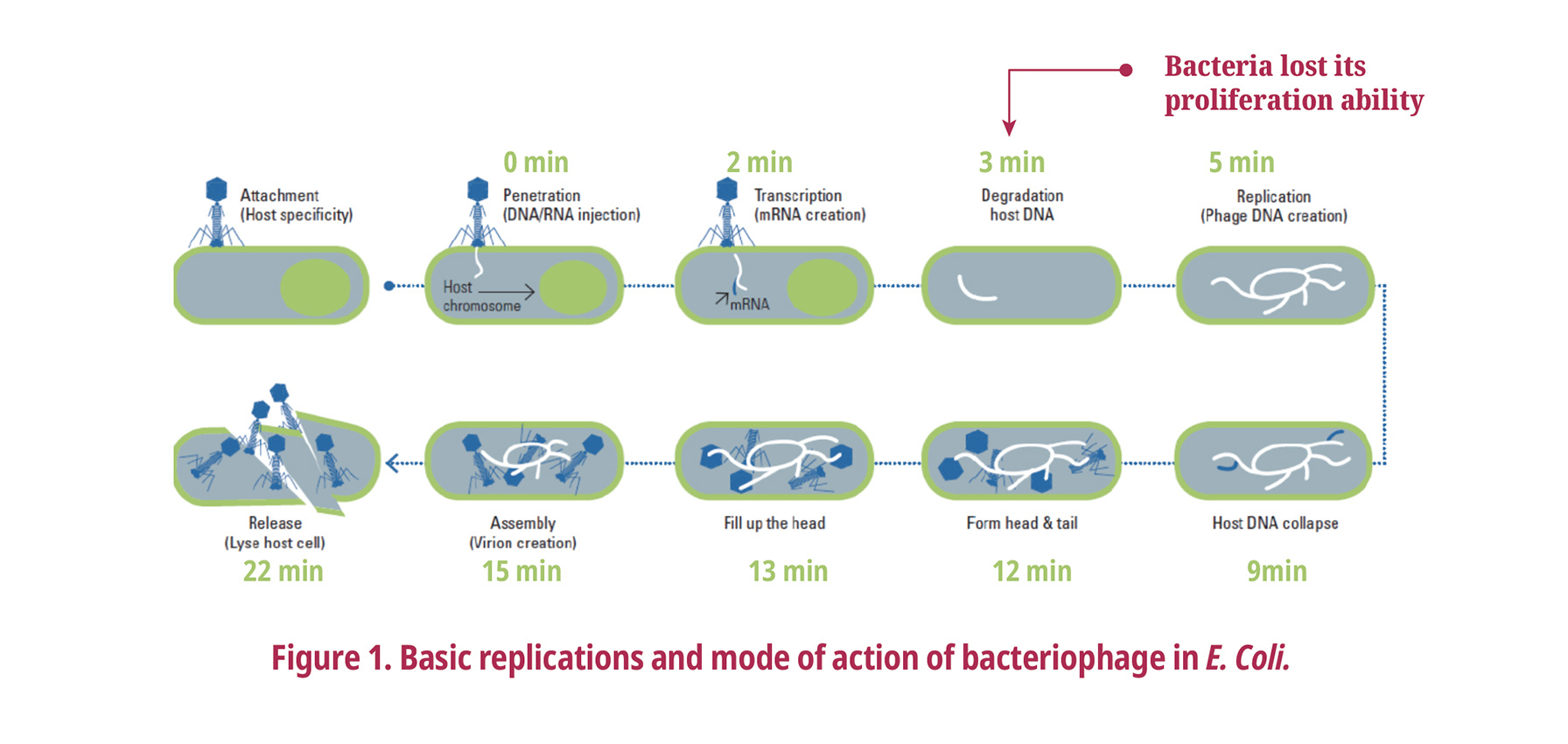 Bacteriophage Mode of action (Lytic cycle)