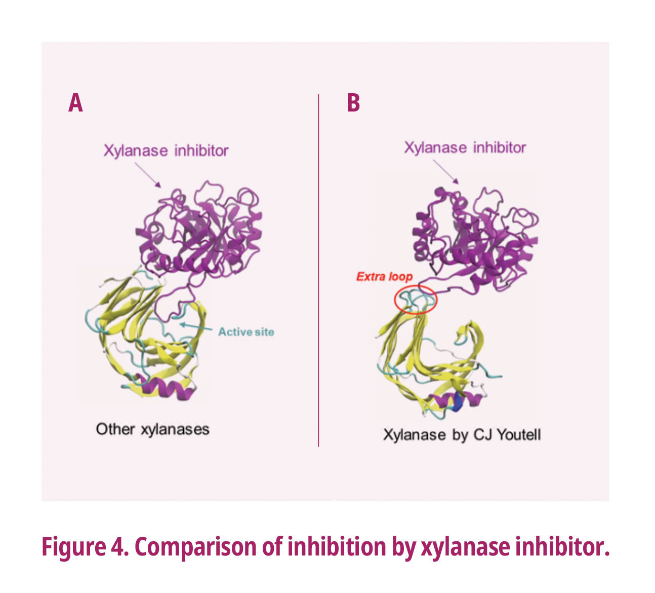 Comparision of Inhibition by xylanese inhibitor
