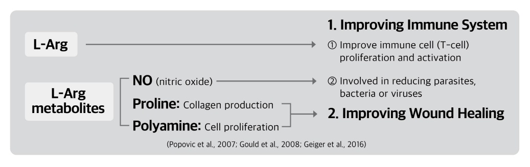 Effects of L-arginine on immunity