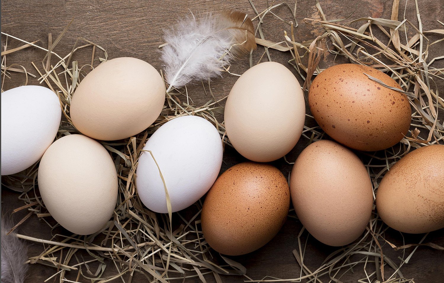 L-arginine supplementation in laying hens feed: growth, egg production, egg quality and immunity