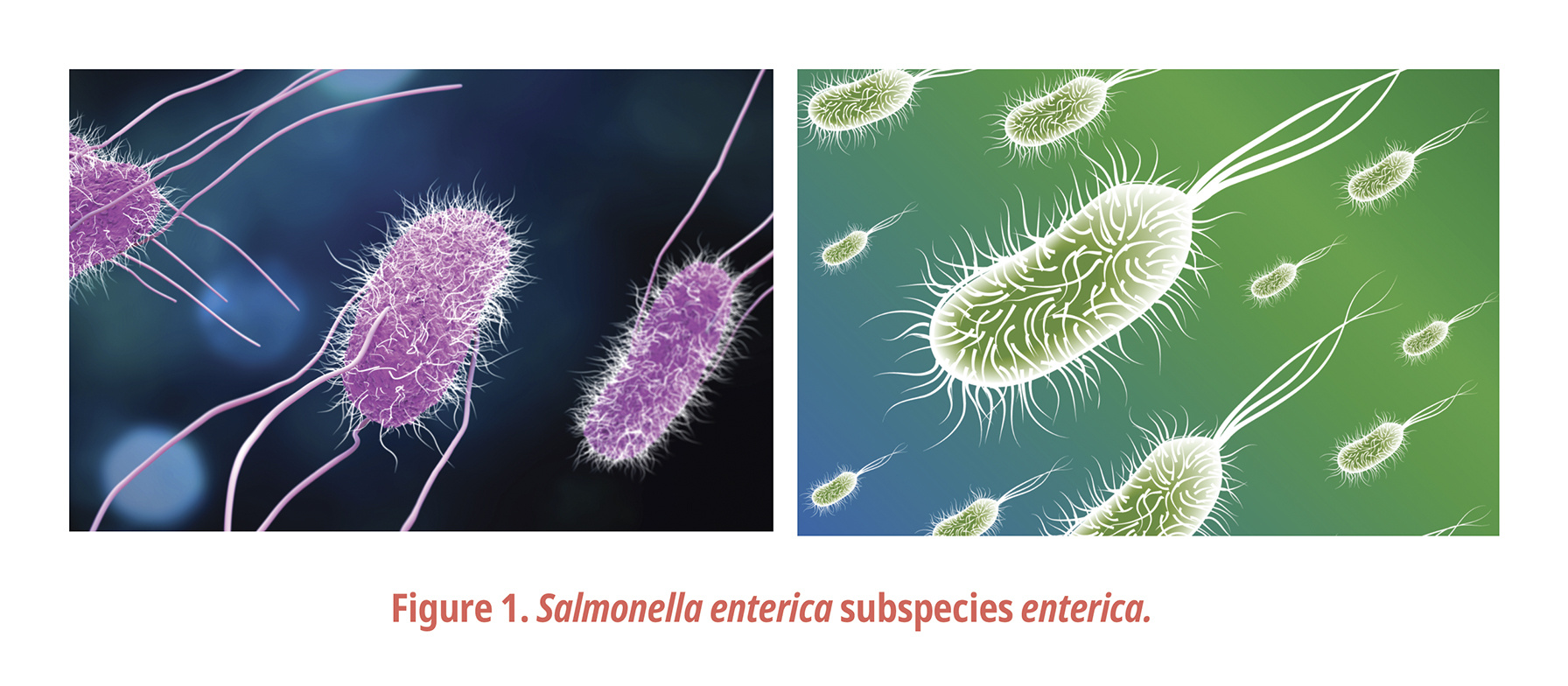 Figure 1. Salmonella enterica subspecies enterica.