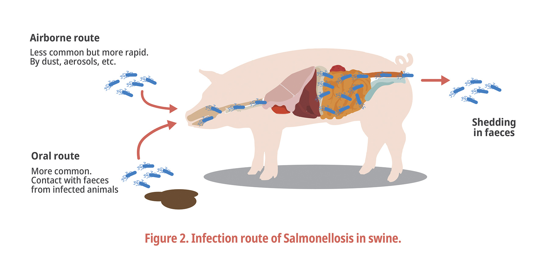 Figure 2. Infection route of Salmonellosis in swine.