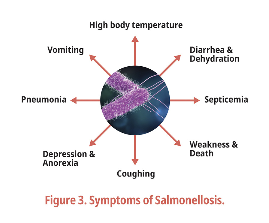 Figure 3. Symptoms of Salmonellosis