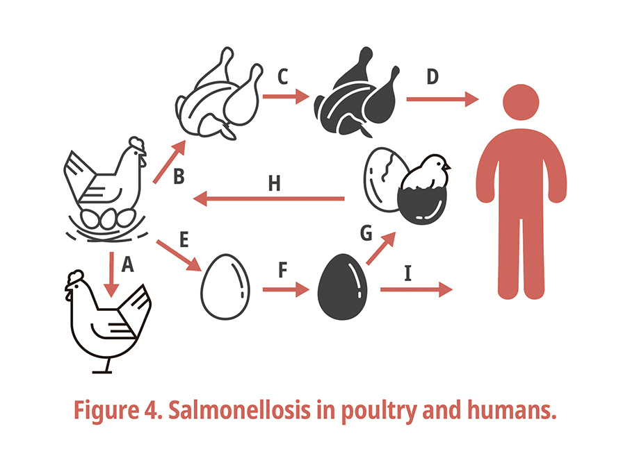 Figure 4. Salmonellosis in poultry and humans.