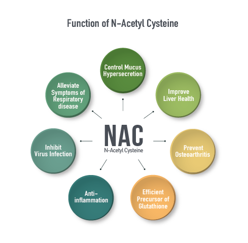 Function of N-Acetyl Cysteine