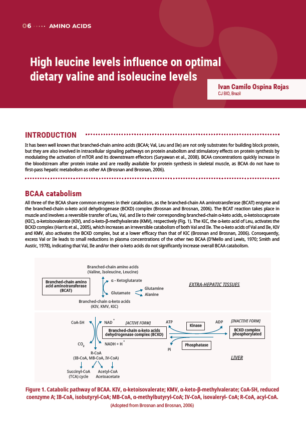 High leucine levels