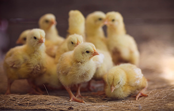 Histidine requirements of broilers for protein synthesis and beyond