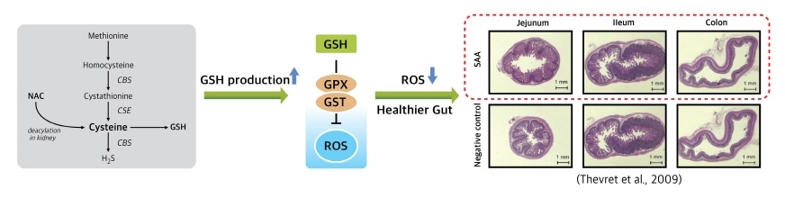 Immune response of L-Met metabolic products