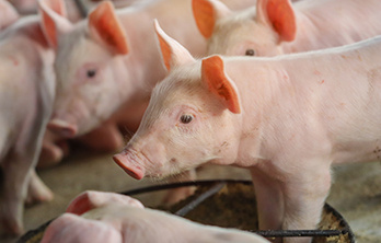 Importance of tryptophan in swine fed with animal by-products