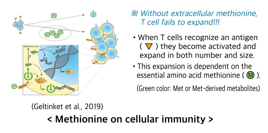 Improving Immune System 2