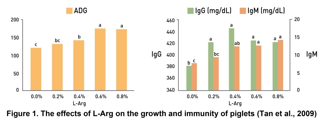 Improving Immune System