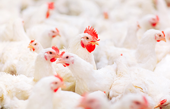 Isoleucine requirements and its role in crude protein reduction in broilers