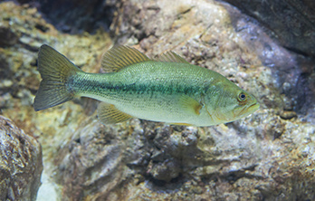 L-arginine improved the growth performance and survival rate of largemouth bass