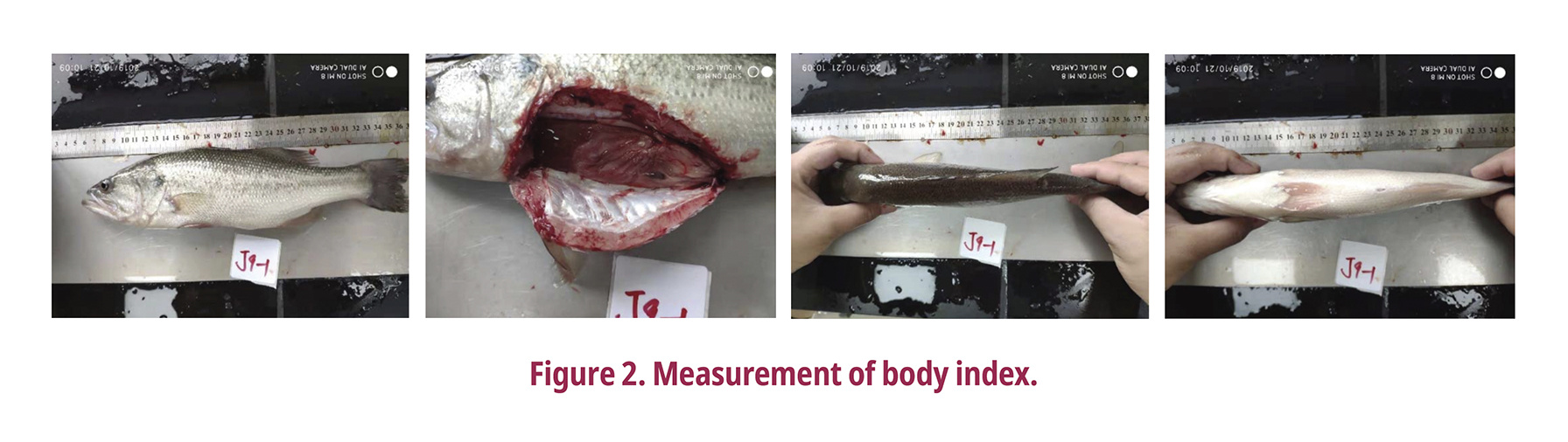 Measurement of body index