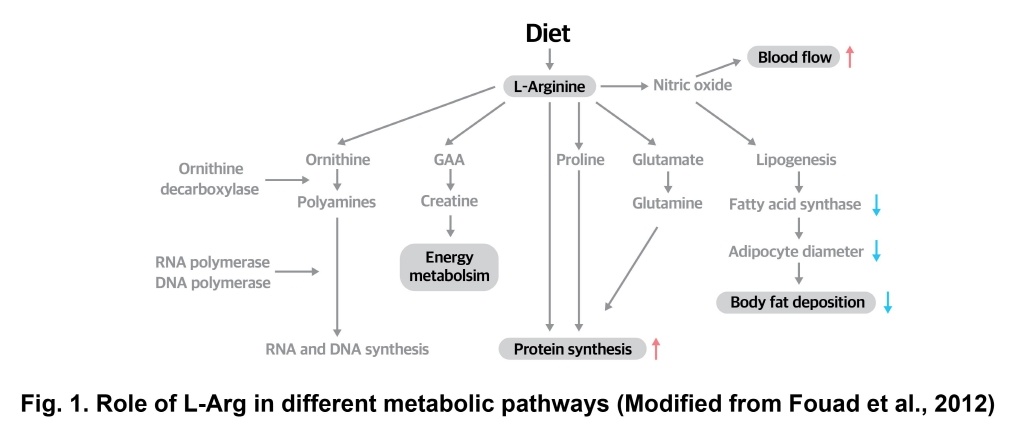 Metabolism of L-Arg and GAA