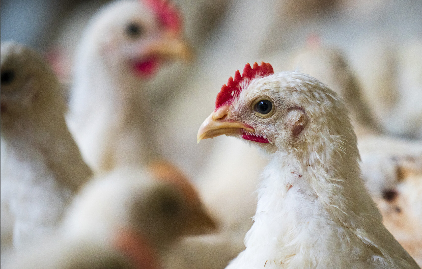 Opportunities for poultry growth and reproductive performance improvements with L-arginine