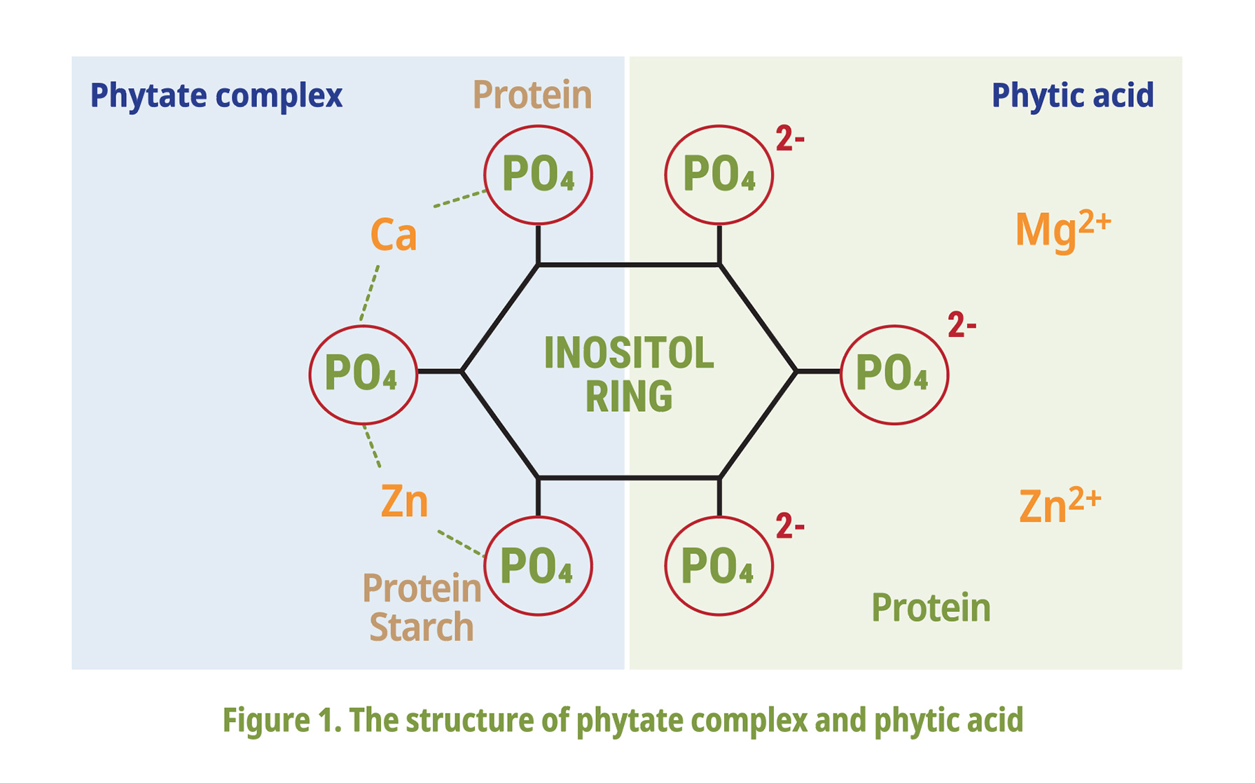 Phytate complex