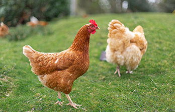 Reevaluating the requirement ratios for broiler growth and yield