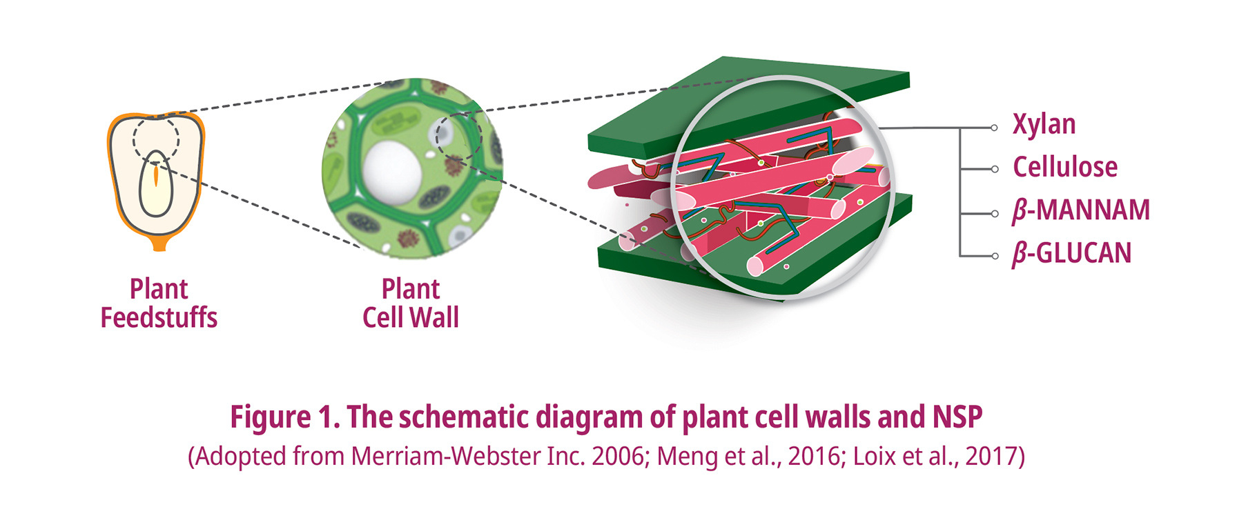 Schematic Diagram of Plant cell Walls and NSP
