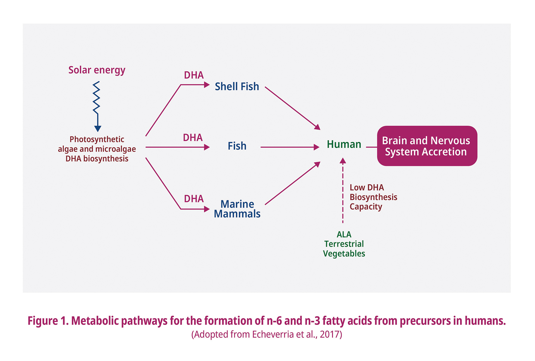 Sources of omega-3 fatty acids
