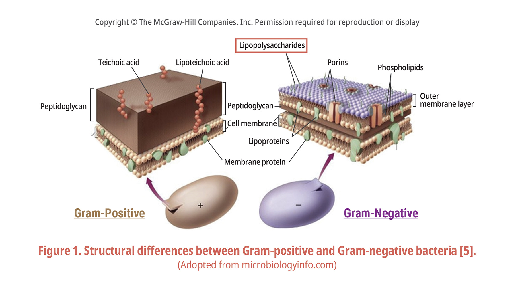 Structural differences between Gram-positive and Gra-negative bactria