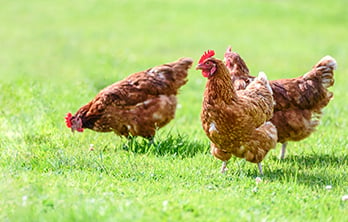 Tryptophan functions and requirement in broilers reared during the hot season