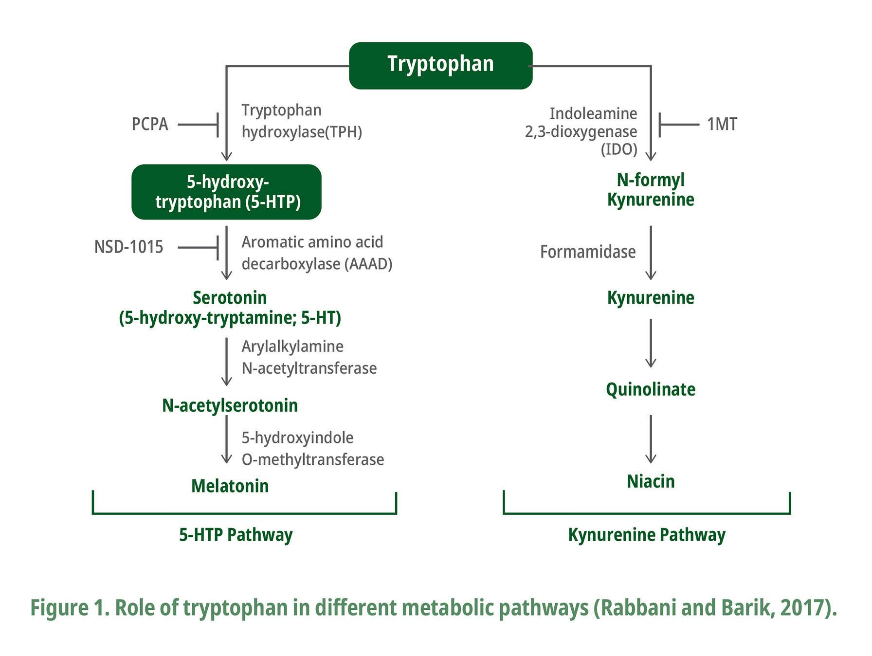 Tryptophan