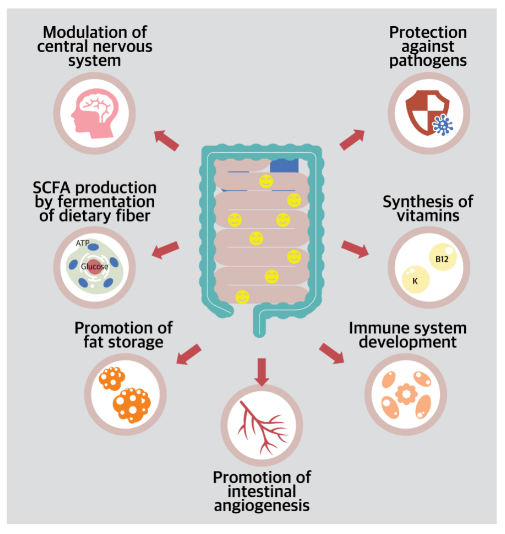 What is the microbiome