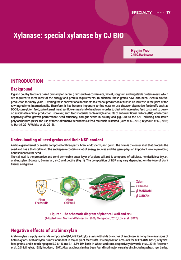 Xylanase