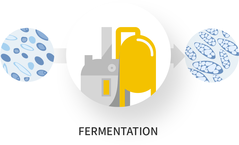 Cjphact Fermentation