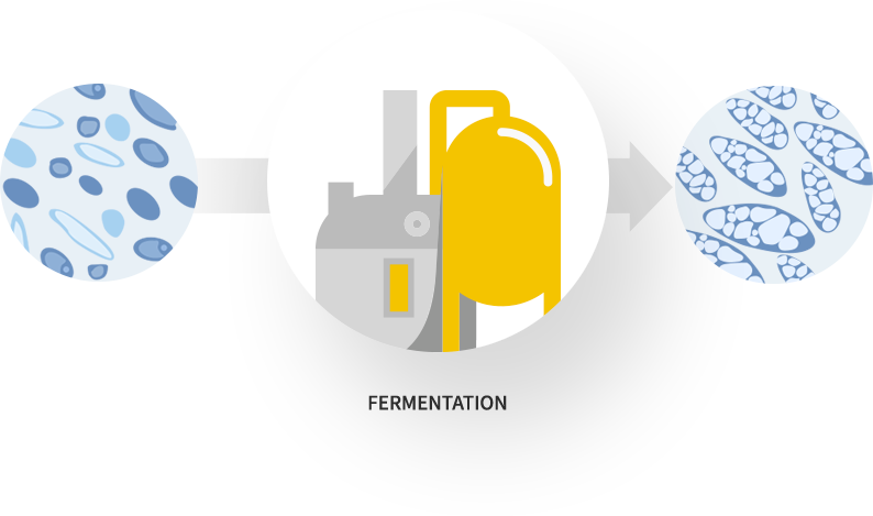 Cjphact Fermentation