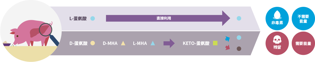 Function of L-methionine