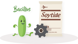 soytide 2