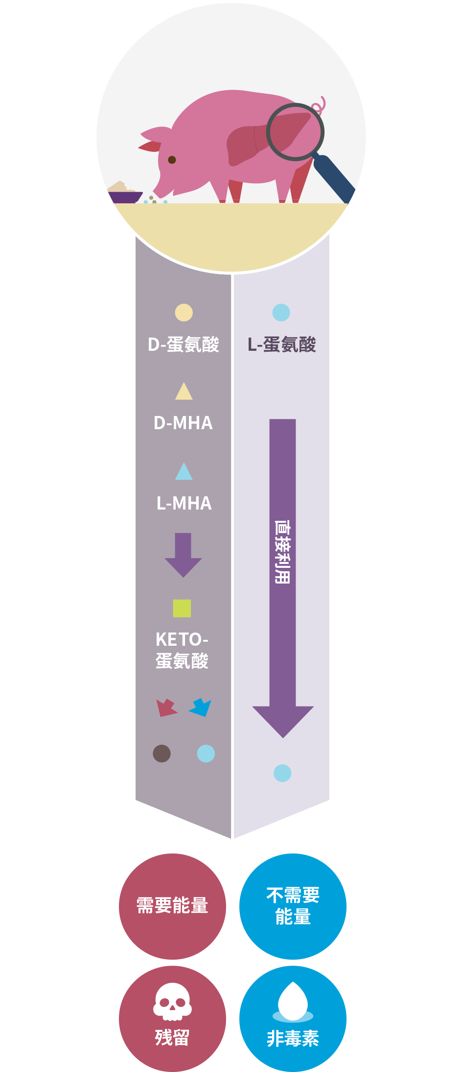 Function of L-methionine