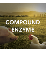 Compound Enzyme